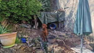 Illustration : "Dans le Var (83), une intervention des gendarmes et de la SPA permet de sauver 3 chiens enfermés en cage et vivant dans des conditions indignes"