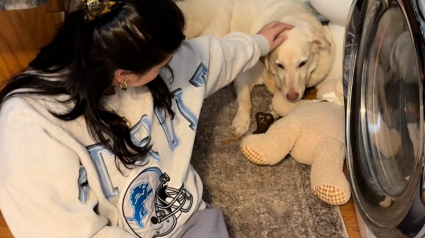 Illustration : Une famille d'accueil s'attache tellement &agrave; la chienne la plus apathique que les b&eacute;n&eacute;voles ait sauv&eacute;e qu'elle finit par l'adopter (vid&eacute;o)