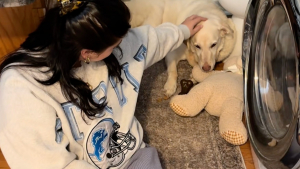 Illustration : Une famille d'accueil s'attache tellement à la chienne la plus apathique que les bénévoles ait sauvée qu'elle finit par l'adopter (vidéo)