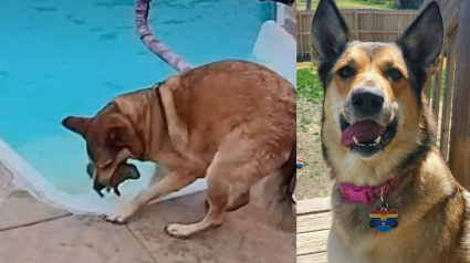 Illustration : Voyant un lapin tomb&eacute; dans la piscine de ses ma&icirc;tres, cette chienne agit en h&eacute;ro&iuml;ne et lui sauve la vie (vid&eacute;o)