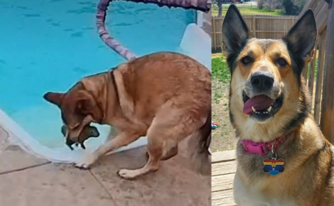 Voyant un lapin tombé dans la piscine de ses maîtres, cette chienne agit en héroïne et lui sauve la vie (vidéo)
