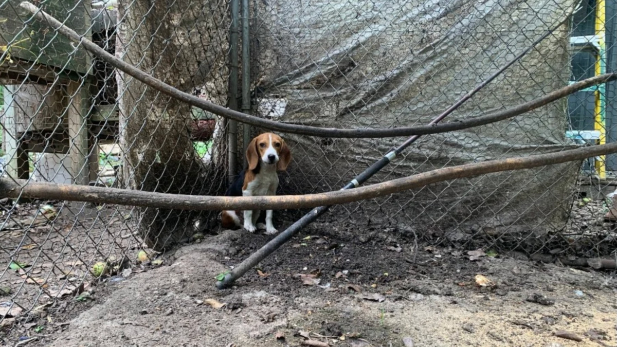 Illustration : "Jugé trop doux pour chasser, ce Beagle laissé dans un enclos délabré par un chasseur est sauvé puis adopté par une famille aimante "