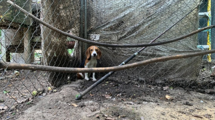 Illustration : Jug&eacute; trop doux pour chasser, ce Beagle laiss&eacute; dans un enclos d&eacute;labr&eacute; par un chasseur est sauv&eacute; puis adopt&eacute; par une famille aimante 