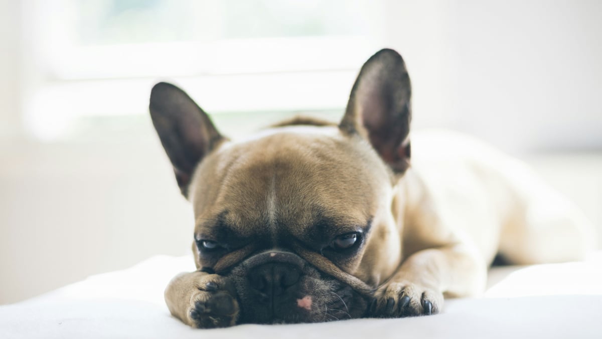 Illustration : "7 raisons pouvant expliquer les ronflements bruyants de votre chien"