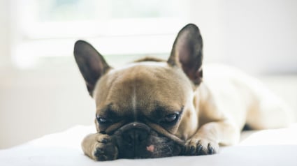 Illustration : 7 raisons pouvant expliquer les ronflements bruyants de votre chien