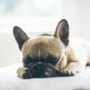 Illustration : 7 raisons pouvant expliquer les ronflements bruyants de votre chien