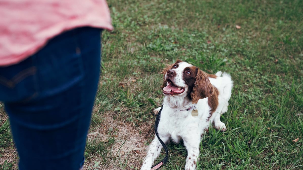 Illustration : "D’après une étude scientifique, votre chien se souvient de vos actions passées grâce à une mémoire épisodique"