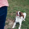 Illustration : D&rsquo;apr&egrave;s une &eacute;tude scientifique, votre chien se souvient de vos actions pass&eacute;es gr&acirc;ce &agrave; une m&eacute;moire &eacute;pisodique