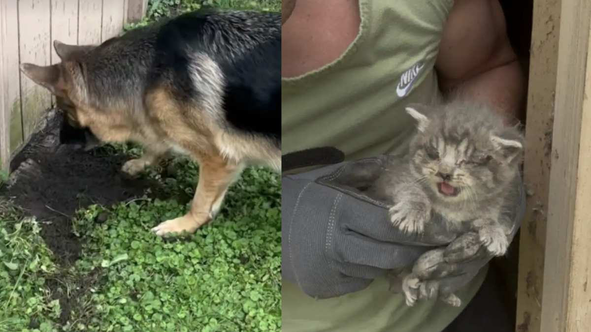 Illustration : "Grâce au flair exceptionnel de leurs 2 Bergers Allemands, ces propriétaires libèrent 2 chatons coincés dans une grange"