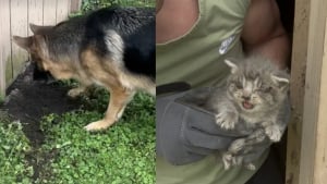 Illustration : Grâce au flair exceptionnel de leurs 2 Bergers Allemands, ces propriétaires libèrent 2 chatons coincés dans une grange