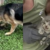 Illustration : Gr&acirc;ce au flair exceptionnel de leurs 2 Bergers Allemands, ces propri&eacute;taires lib&egrave;rent 2 chatons coinc&eacute;s dans une grange