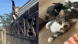 Illustration : Une chatte errante prise pour un mâle transporte ses chatons depuis un toit et les confie finalement à une famille d’accueil