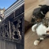 Illustration : Une chatte errante prise pour un m&acirc;le transporte ses chatons depuis un toit et les confie finalement &agrave; une famille d&rsquo;accueil