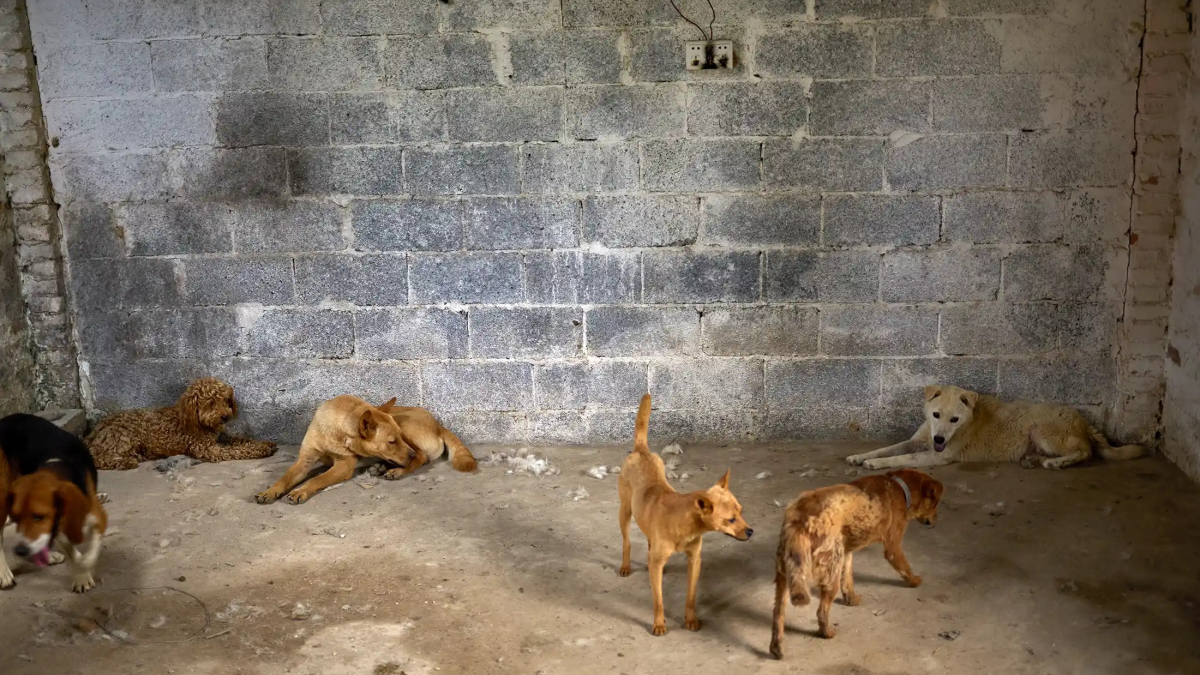 Illustration : "9 chiens sauvés après la fermeture d’un abattoir, quelques jours avant le festival de Yulin"