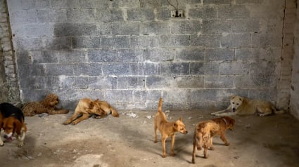 Illustration : 9 chiens sauv&eacute;s apr&egrave;s la fermeture d&rsquo;un abattoir, quelques jours avant le festival de Yulin