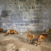 Illustration : 9 chiens sauv&eacute;s apr&egrave;s la fermeture d&rsquo;un abattoir, quelques jours avant le festival de Yulin