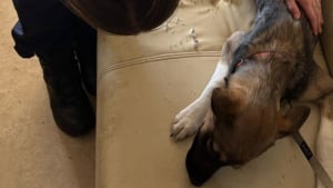 Illustration : Alert&eacute;s par des signalements, les policiers de Charente-Maritime d&eacute;couvrent 5 chiens en d&eacute;tresse chez 2 individus et les confient rapidement &agrave; la SPA