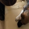 Illustration : Alert&eacute;s par des signalements, les policiers de Charente-Maritime d&eacute;couvrent 5 chiens en d&eacute;tresse chez 2 individus et les confient rapidement &agrave; la SPA