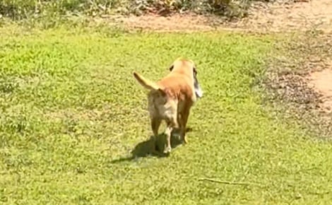 Intriguée par son chien qui transporte sa gamelle chez les voisins, elle le suit et découvre qu’il y obtient un 2e dîner (vidéo)