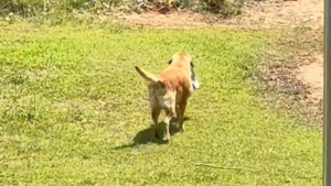 Illustration : Intriguée par son chien qui transporte sa gamelle chez les voisins, elle le suit et découvre qu’il y obtient un 2e dîner (vidéo)