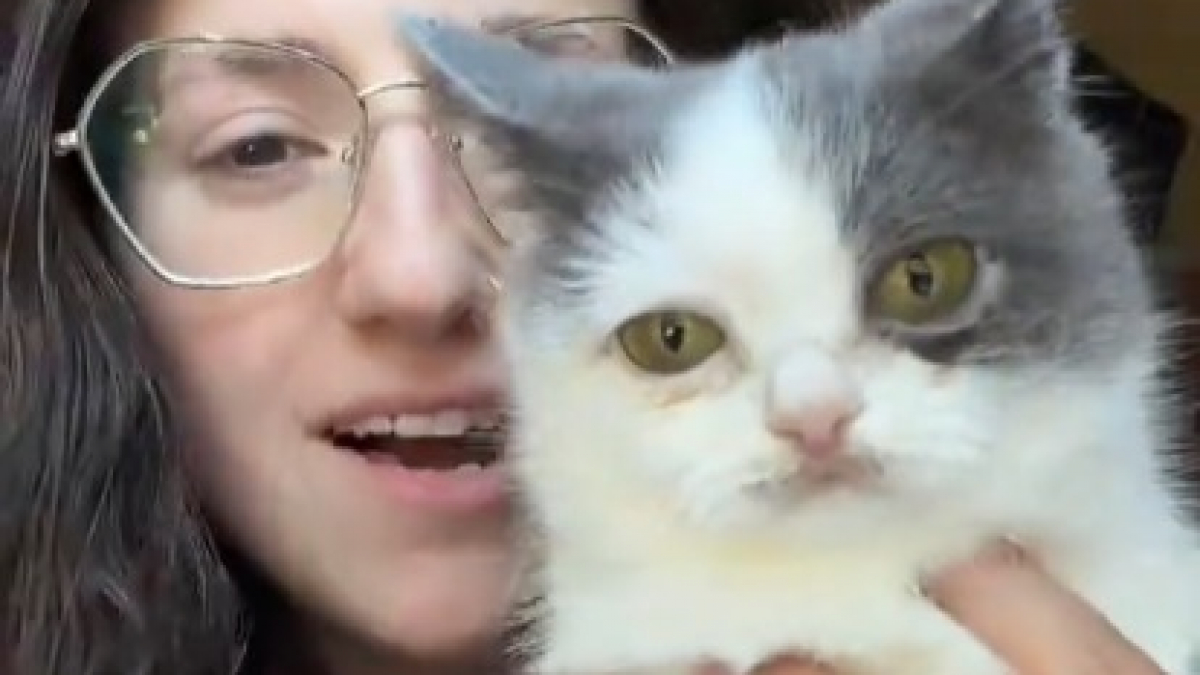 Illustration : "Ce chat atteint de nanisme est souvent comparé à une peluche et affiche une mine faussement fatiguée (vidéo)"