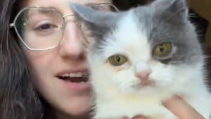 Illustration : Ce chat atteint de nanisme est souvent comparé à une peluche et affiche une mine faussement fatiguée (vidéo)