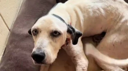 Illustration : De retour au refuge 6 ans apr&egrave;s son adoption, ce chien s&eacute;nior d&eacute;couvert errant remue la queue chaque fois qu'il voit un humain (vid&eacute;o)