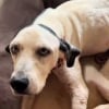 Illustration : De retour au refuge 6 ans apr&egrave;s son adoption, ce chien s&eacute;nior d&eacute;couvert errant remue la queue chaque fois qu'il voit un humain (vid&eacute;o)