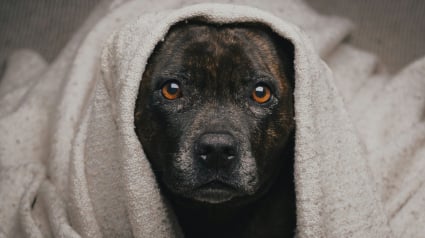 Illustration : La temp&eacute;rature corporelle normale d'un chien est de 37&deg;C comme nous : mythe ou r&eacute;alit&eacute; ?