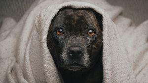 Illustration : "La température corporelle normale d'un chien est de 37°C comme nous : mythe ou réalité ?"