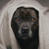 Illustration : La temp&eacute;rature corporelle normale d'un chien est de 37&deg;C comme nous : mythe ou r&eacute;alit&eacute; ?
