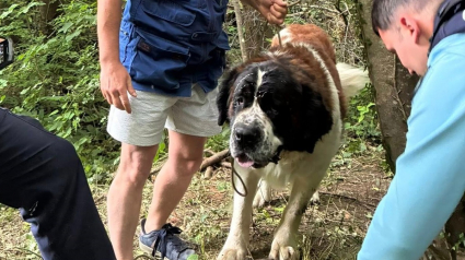 Illustration : Attach&eacute; &agrave; un arbre, ce Saint-Bernard retire le ruban adh&eacute;sif de son museau et aboie pour alerter des randonneurs qui le d&eacute;couvrent &agrave; temps