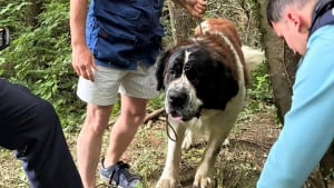 Illustration : Attach&eacute; &agrave; un arbre, ce Saint-Bernard retire le ruban adh&eacute;sif de son museau et aboie pour alerter des randonneurs qui le d&eacute;couvrent &agrave; temps
