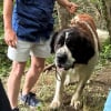 Illustration : Attach&eacute; &agrave; un arbre, ce Saint-Bernard retire le ruban adh&eacute;sif de son museau et aboie pour alerter des randonneurs qui le d&eacute;couvrent &agrave; temps