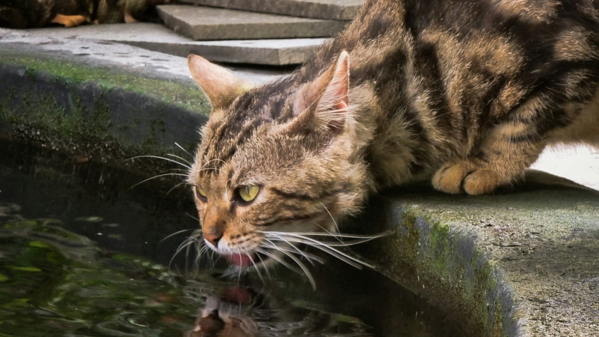 Illustration : "Pourquoi votre chat refuse-t-il sa gamelle d'eau pour boire dans les toilettes ou les flaques ?"