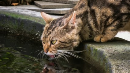 Illustration : Pourquoi votre chat refuse-t-il sa gamelle d'eau pour boire dans les toilettes ou les flaques ?