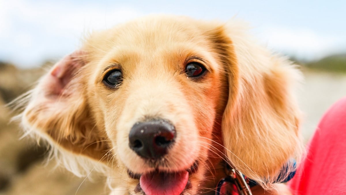 Illustration : "Vrai ou faux : l’utilisation d’un coton-tige est-elle la meilleure méthode pour nettoyer les oreilles de votre chien ?"
