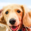 Illustration : Vrai ou faux : l&rsquo;utilisation d&rsquo;un coton-tige est-elle la meilleure m&eacute;thode pour nettoyer les oreilles de votre chien ?