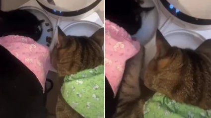 Illustration : Une vid&eacute;o amusante montre le stratag&egrave;me d&rsquo;un chat pour chaparder la nourriture de son fr&egrave;re en toute discr&eacute;tion dans sa gamelle
