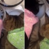 Illustration : Une vid&eacute;o amusante montre le stratag&egrave;me d&rsquo;un chat pour chaparder la nourriture de son fr&egrave;re en toute discr&eacute;tion dans sa gamelle