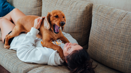 Illustration : Empathie canine : la science prouve que le b&acirc;illement de votre chien est une preuve d'attachement