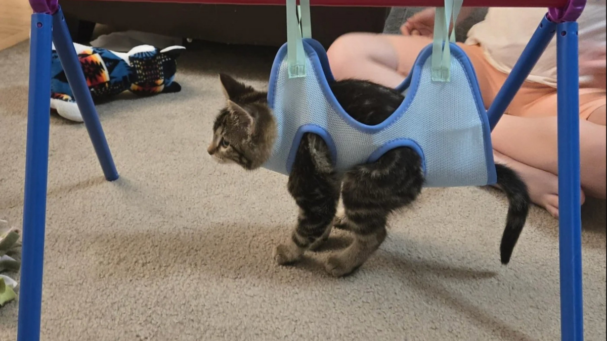 Illustration : "Malgré une maladie neurologique limitant totalement sa mobilité cette petite chatte trouve toujours le moyen de bien jouer"