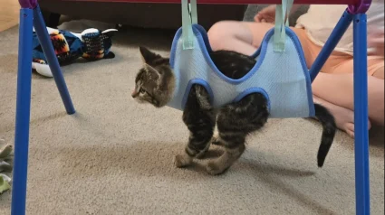 Illustration : Malgr&eacute; une maladie neurologique limitant totalement sa mobilit&eacute; cette petite chatte trouve toujours le moyen de bien jouer