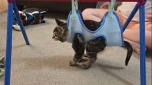 Illustration : Malgré une maladie neurologique limitant totalement sa mobilité cette petite chatte trouve toujours le moyen de bien jouer