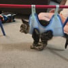 Illustration : Malgr&eacute; une maladie neurologique limitant totalement sa mobilit&eacute; cette petite chatte trouve toujours le moyen de bien jouer