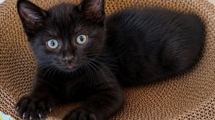 Illustration : 8 annonces de chatons qui attendent d'&ecirc;tre adopt&eacute;s par la famille de leurs r&ecirc;ves