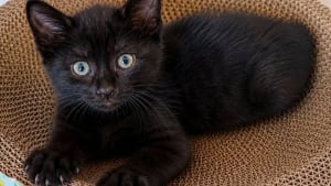 Illustration : "8 annonces de chatons qui attendent d'être adoptés par la famille de leurs rêves"