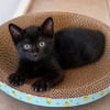 Illustration : 8 annonces de chatons qui attendent d'&ecirc;tre adopt&eacute;s par la famille de leurs r&ecirc;ves