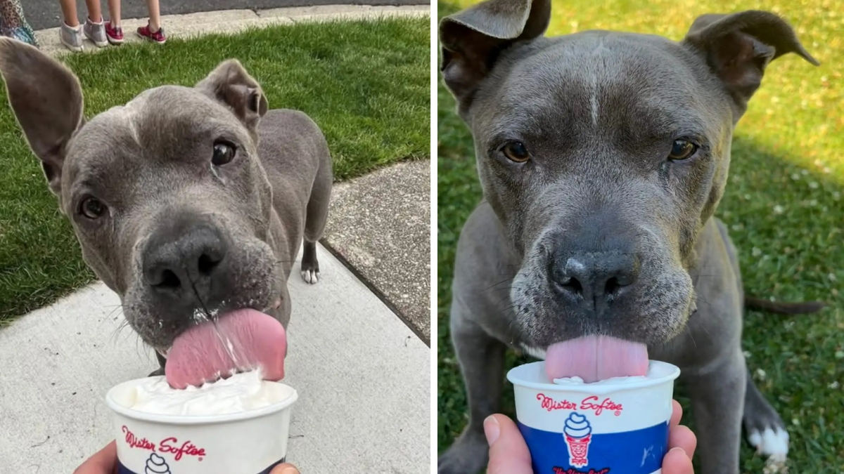 Illustration : "On lui donnait 6 mois à vivre, 2 ans après ce chien « revit » grâce à sa famille d’accueil et à des glaces pour chiens"