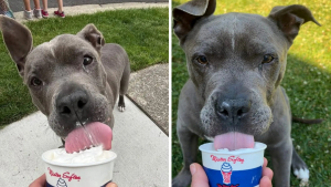 Illustration : On lui donnait 6 mois à vivre, 2 ans après ce chien « revit » grâce à sa famille d’accueil et à des glaces pour chiens